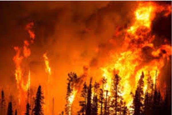 कैलिफोर्निया के जंगल में लगी आग से तीन लोगों की मौत